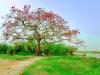 Tháng ba đi, hoa gạo nở hết rồi…